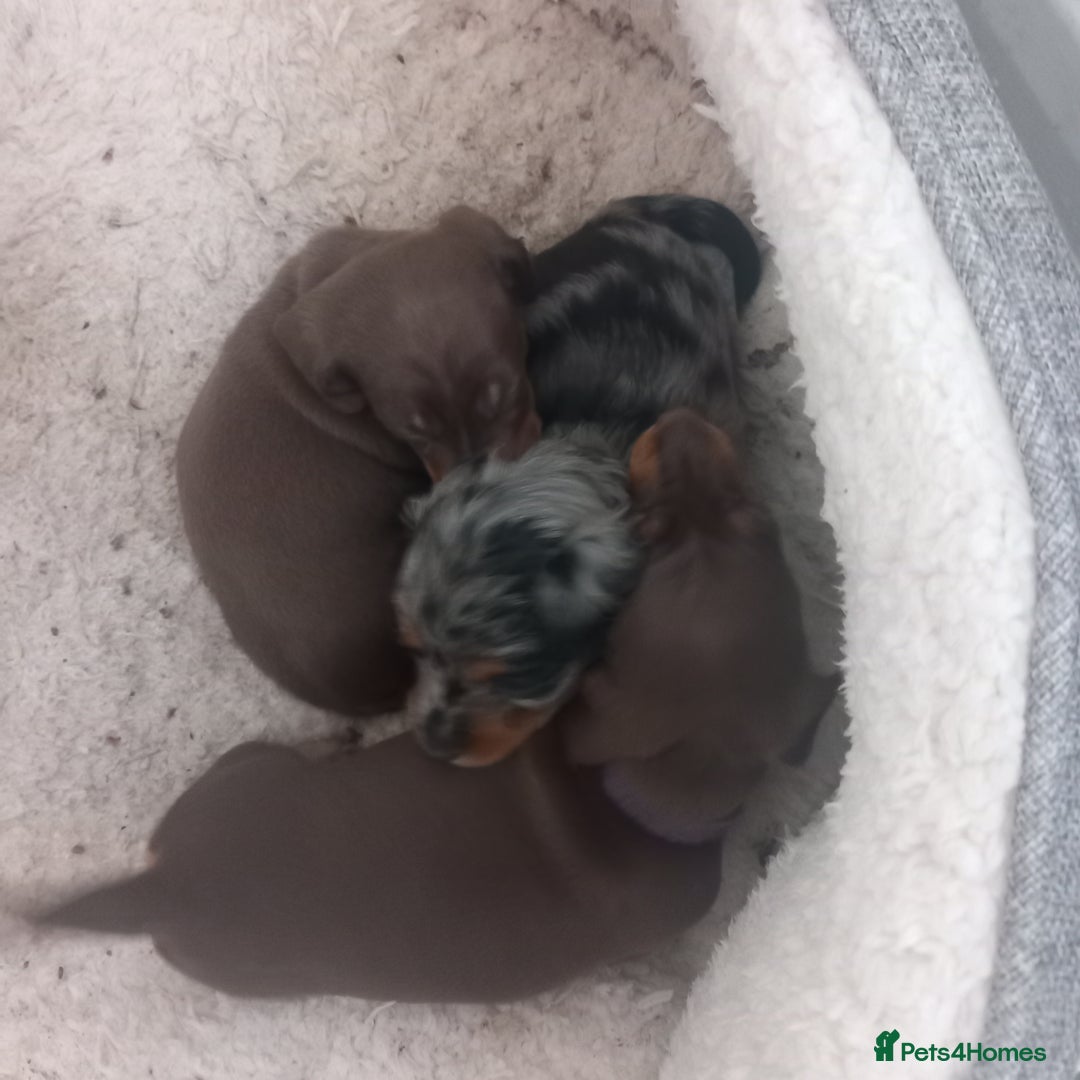 Miniature Dachshund dogs for sale: Miniature dachshund  - Image 9