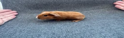 Guinea Pig rodents for sale: Guinea pigs available  - Advert 2