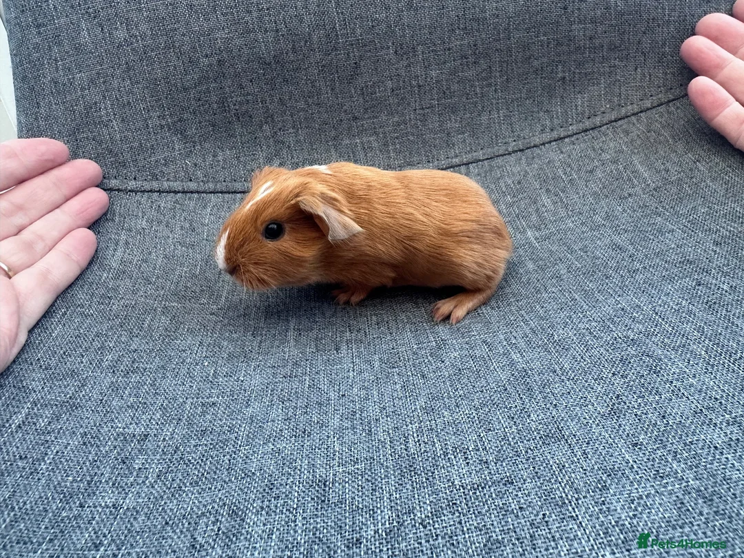 Guinea Pig rodents for sale: Guinea pigs available  - Advert 2
