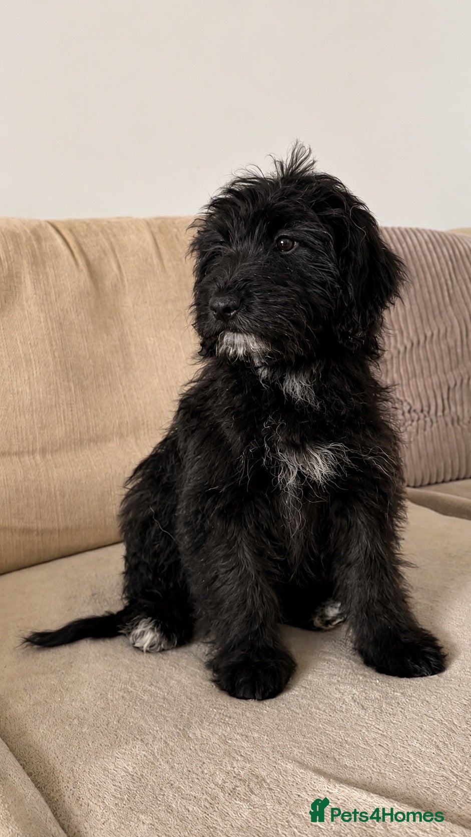 Australian Shepherd dogs Aussiedoodle puppies F1 health tested parents  - Advert 2