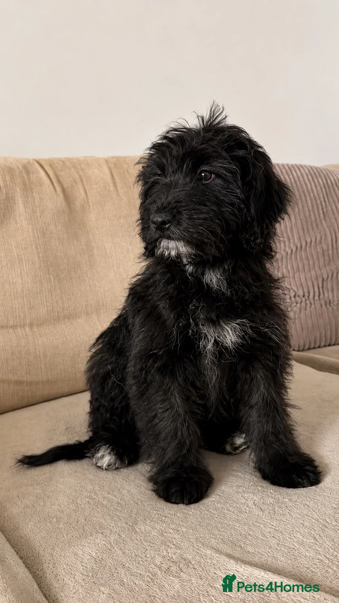 Australian Shepherd dogs for sale: Aussiedoodle puppies F1 health tested parents  - Advert 1