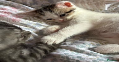 British Shorthair cats Sweet British Shorthair X Kittens - Advert 2