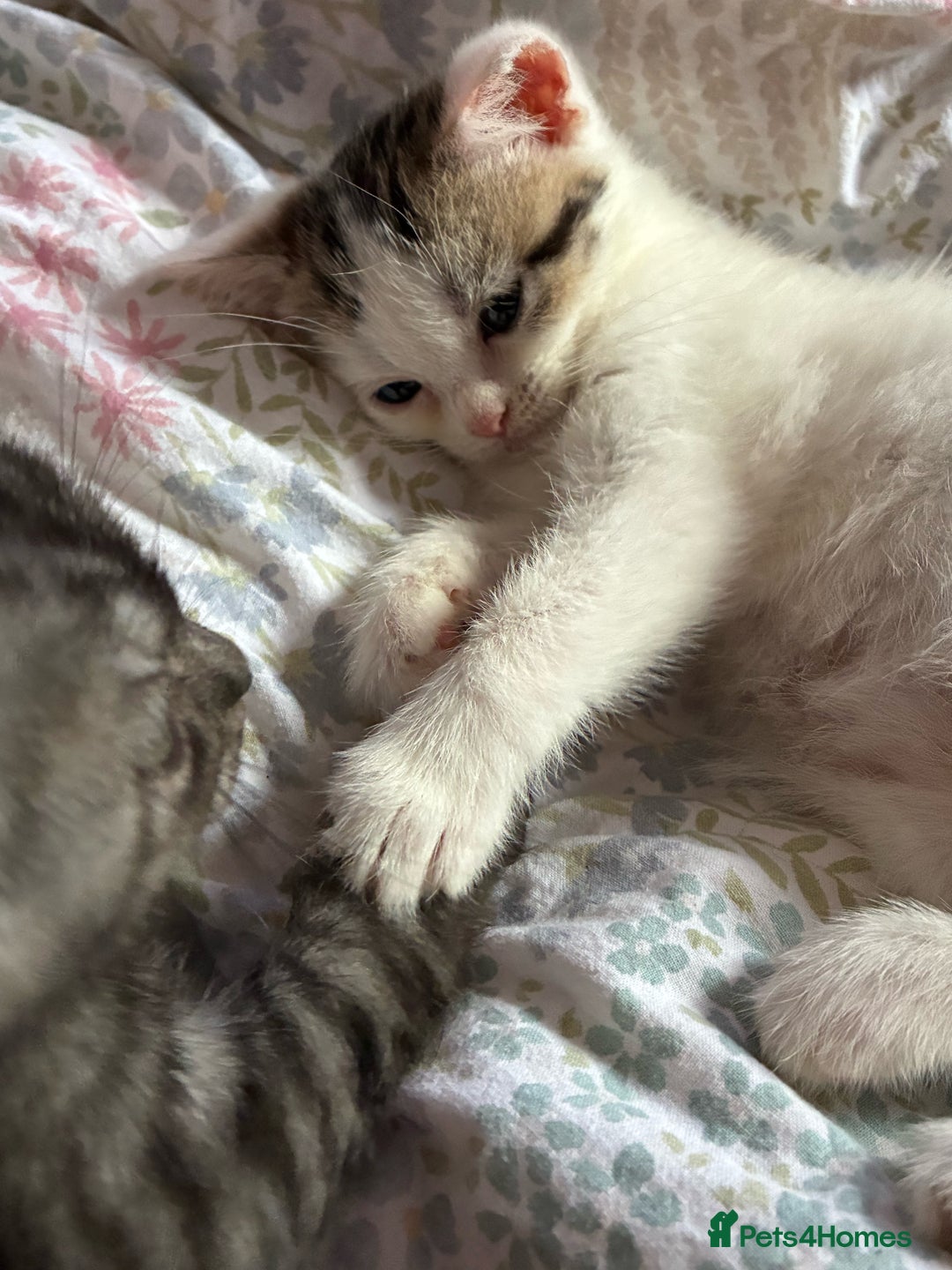 British Shorthair cats for sale: Last Sweet British Shorthair X Kitten - Advert 3