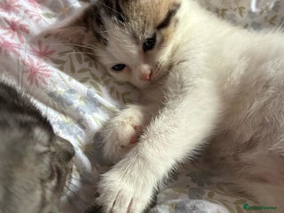 British Shorthair cats Last Sweet British Shorthair X Kitten - Advert 4