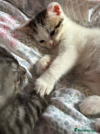 British Shorthair cats Last Sweet British Shorthair X Kitten - Advert 1