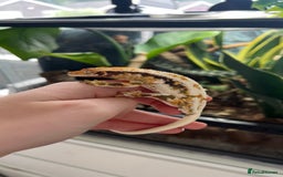Gecko reptiles for sale: Lily White Crested Gecko - Image 4