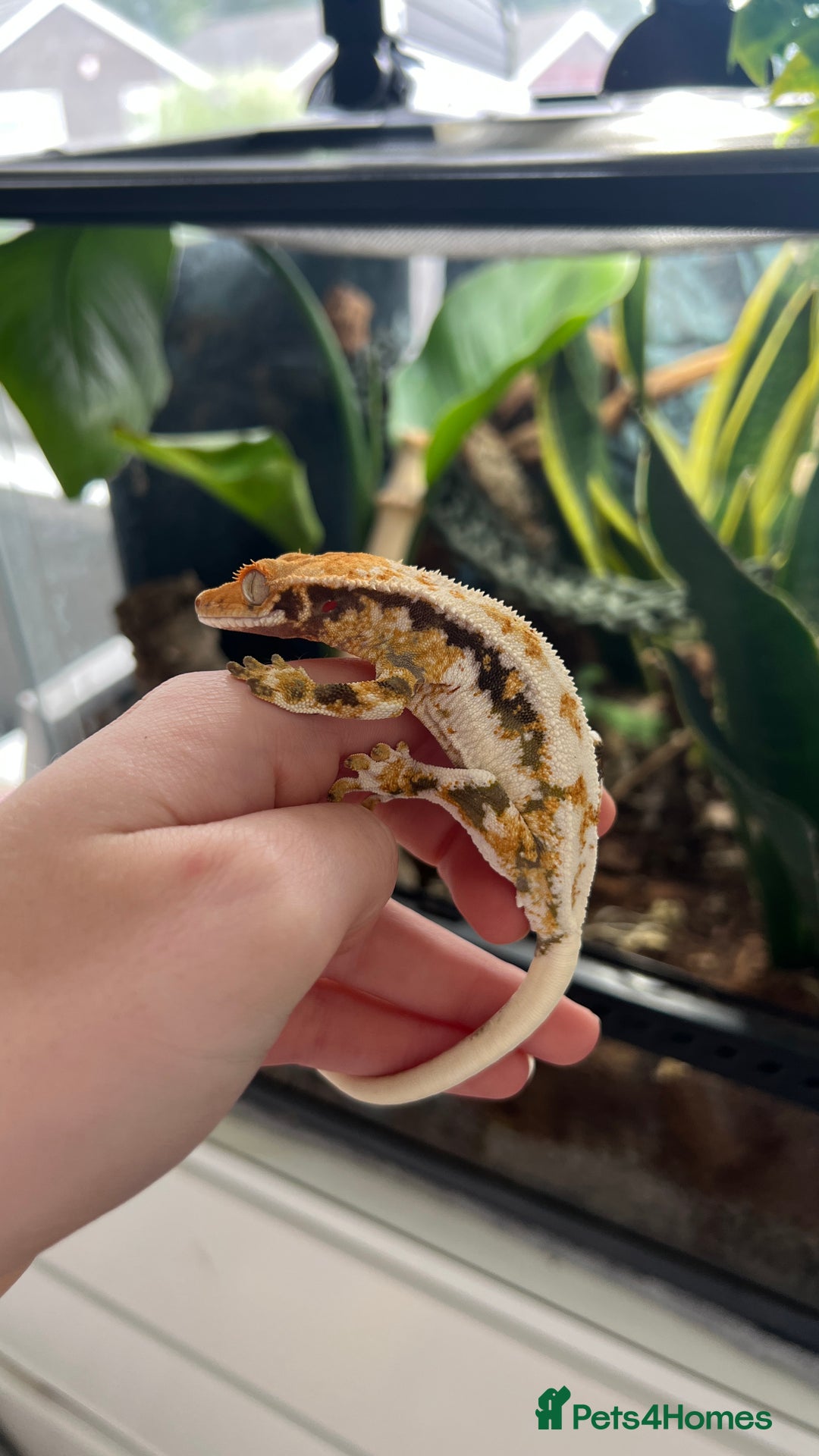 Gecko reptiles for sale: Lily White Crested Gecko - Image 4
