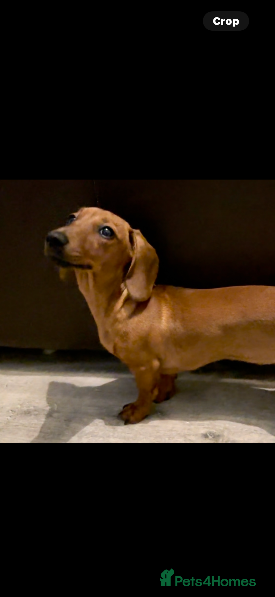 Miniature Dachshund dogs for sale: 3yr KC reg red dachshund  - Advert 3