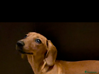 Miniature Dachshund dogs 3yr KC reg red dachshund - Advert 14