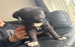 Mixed Breed dogs for sale: Belgian shepherd x German shepherd / lab - Image 7