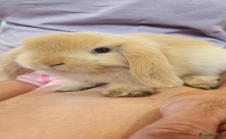 Mini Lop rabbits - Advert 2