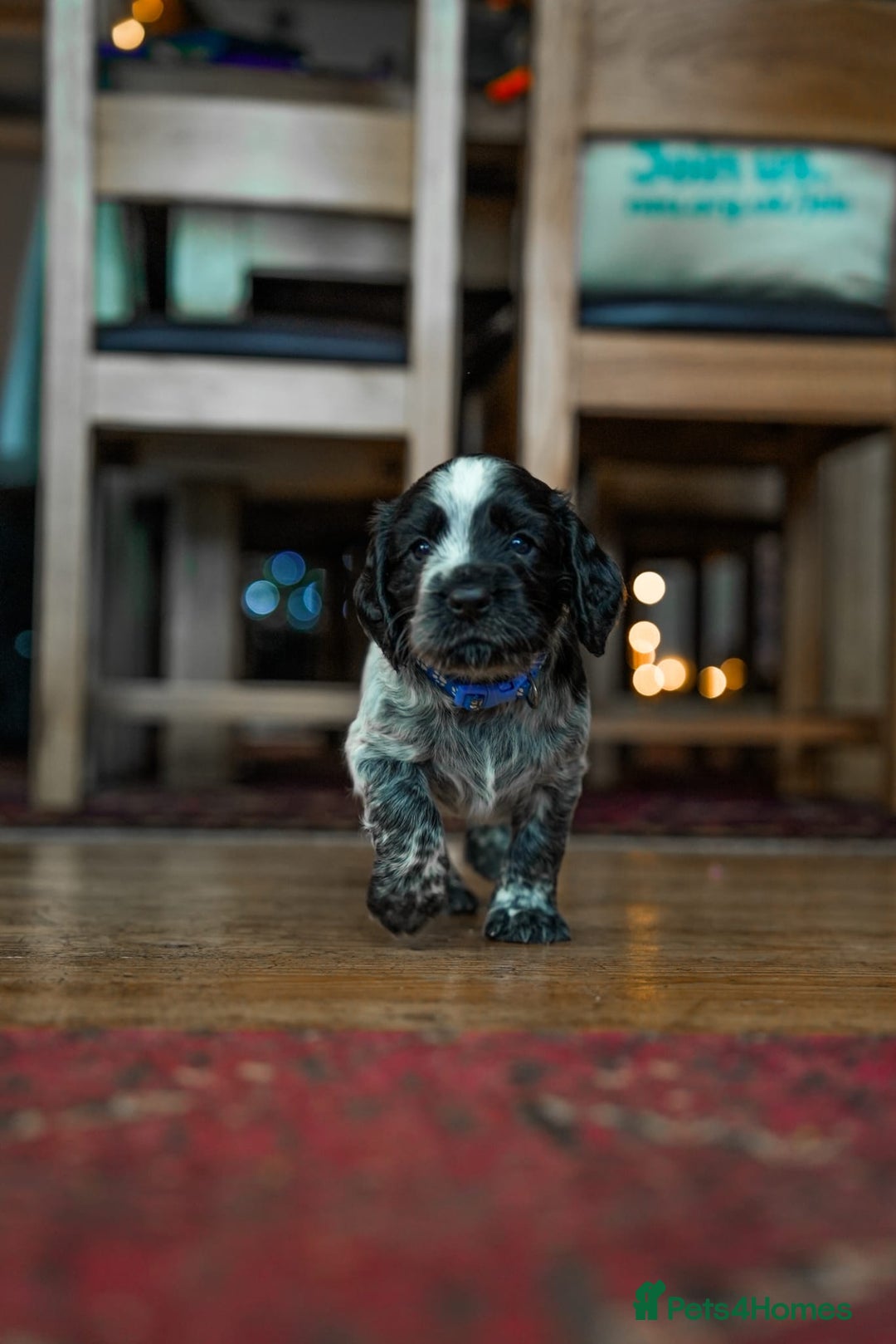 Cocker Spaniel dogs for sale: KC Registered Working Cocker Spaniel Puppies  - Advert 14