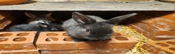 Mixed Breed rabbits for sale: Adorable Mixed Breed Baby Rabbits - Born October  - Advert 3