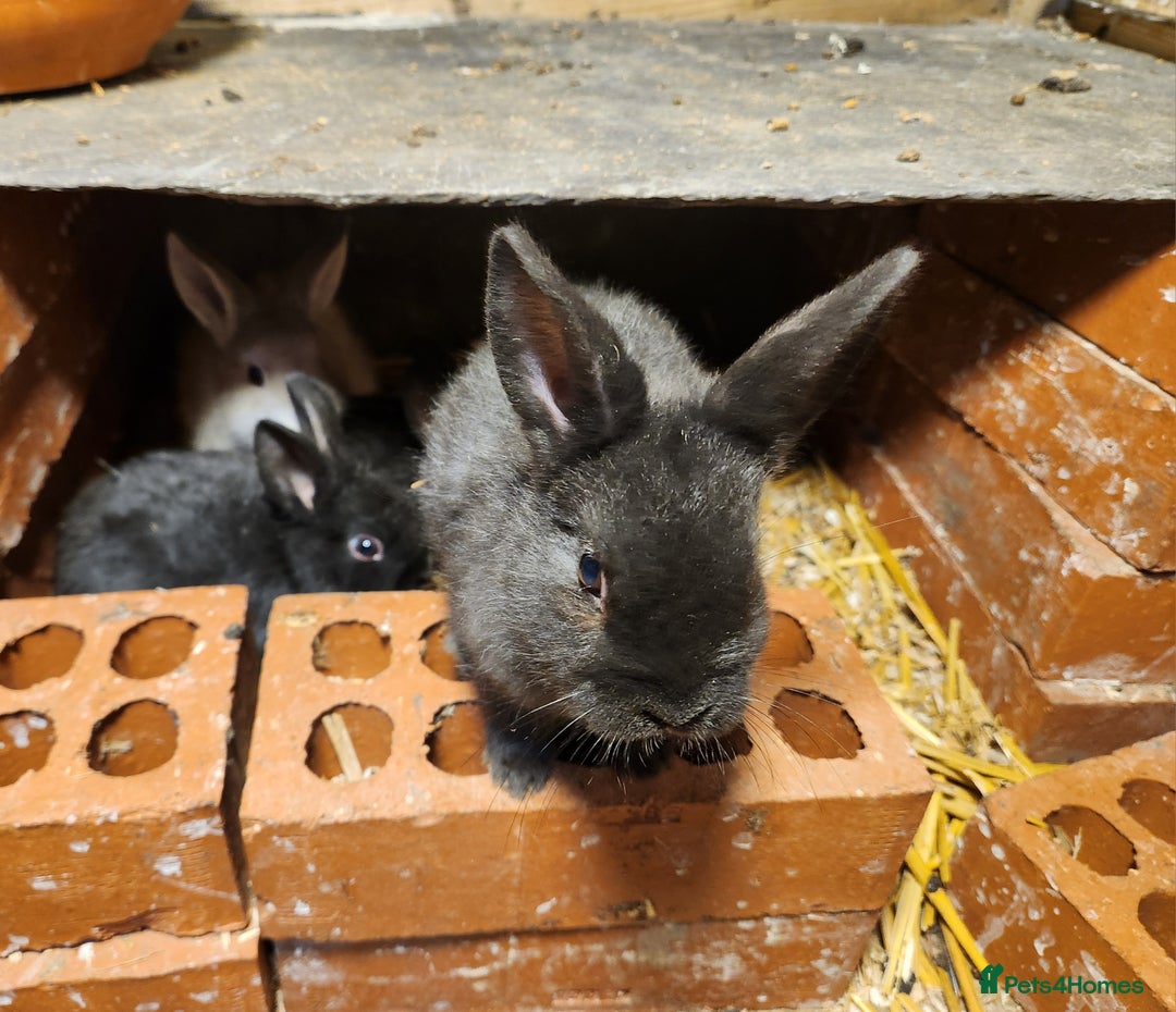 Mixed Breed rabbits for sale: Adorable Mixed Breed Baby Rabbits - Born October  - Advert 3