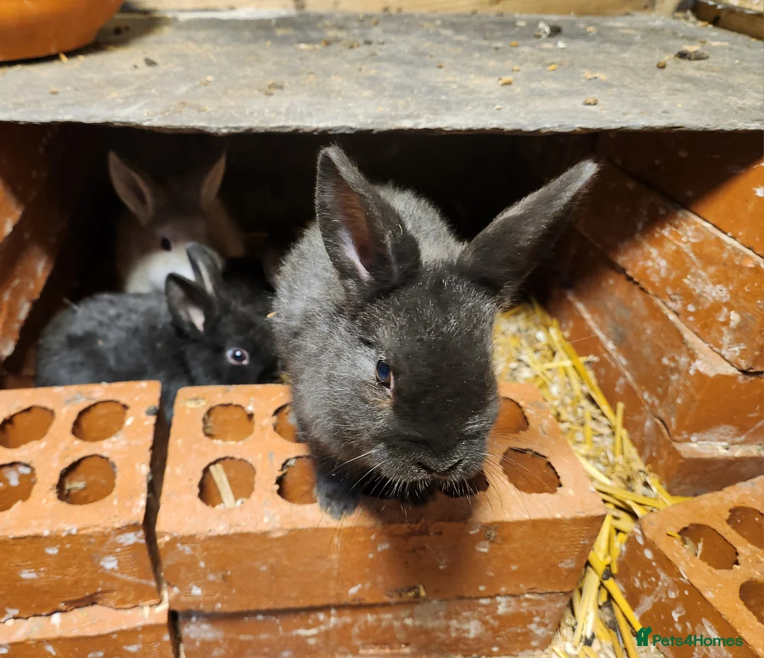 Mixed Breed rabbits for sale: Adorable Mixed Breed Baby Rabbits - Born October  - Advert 3