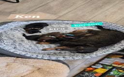 Dachshund dogs for sale: Beautiful Daxis - Advert 8