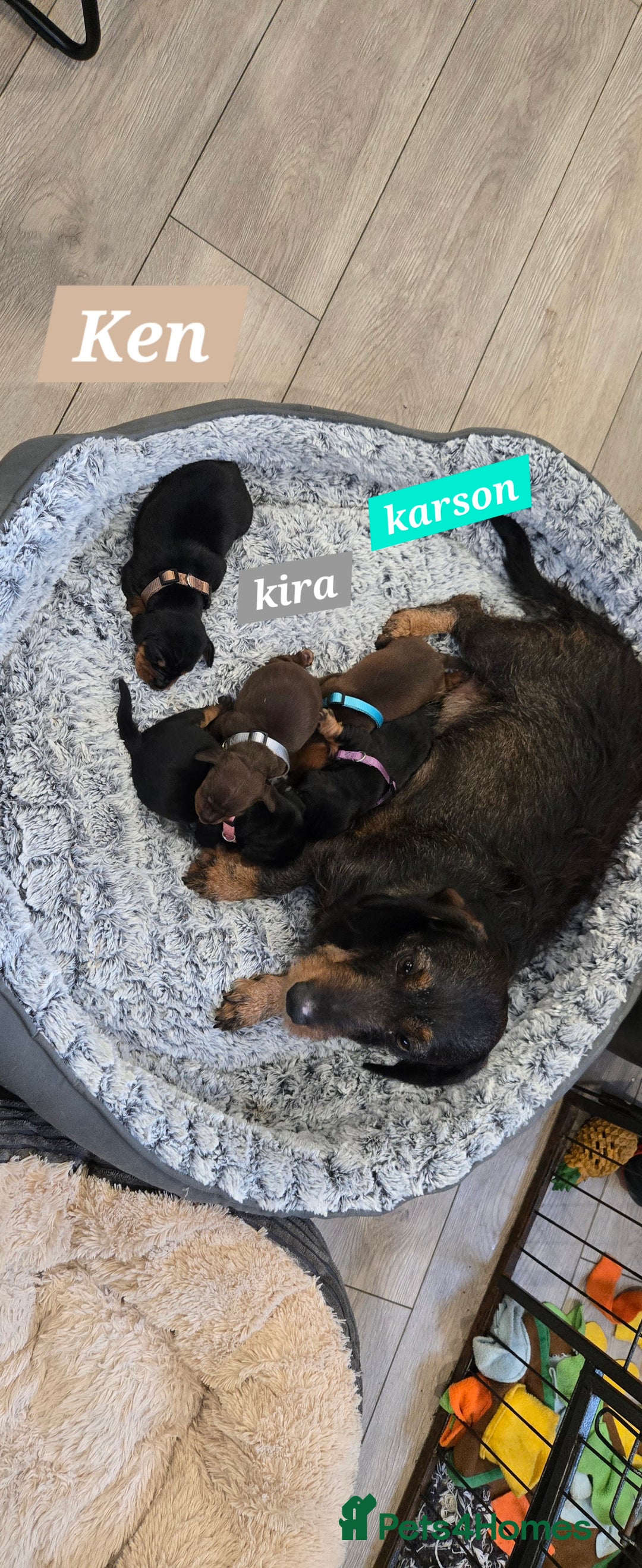 Dachshund dogs for sale: Beautiful Daxis - Advert 8