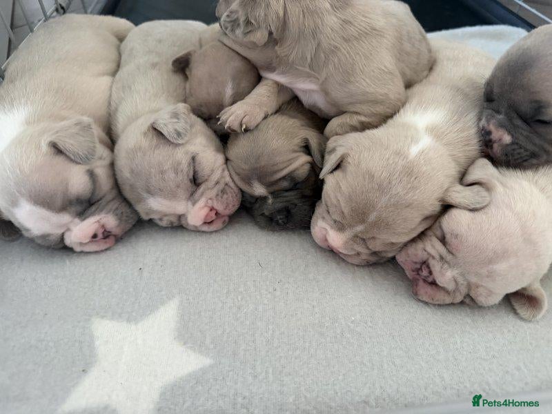 French Bulldog dogs Brave Hearts & Adorable Faces-French Bulldogs - Advert 17
