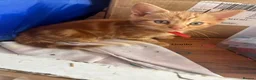 Mixed Breed cats for sale: 3 purrfect ginger girls looking 4 their forever  - Advert 4