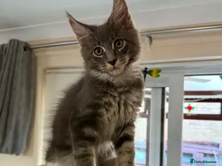 Maine Coon cats Gorgeous Maine Coon Kittens - Advert 5