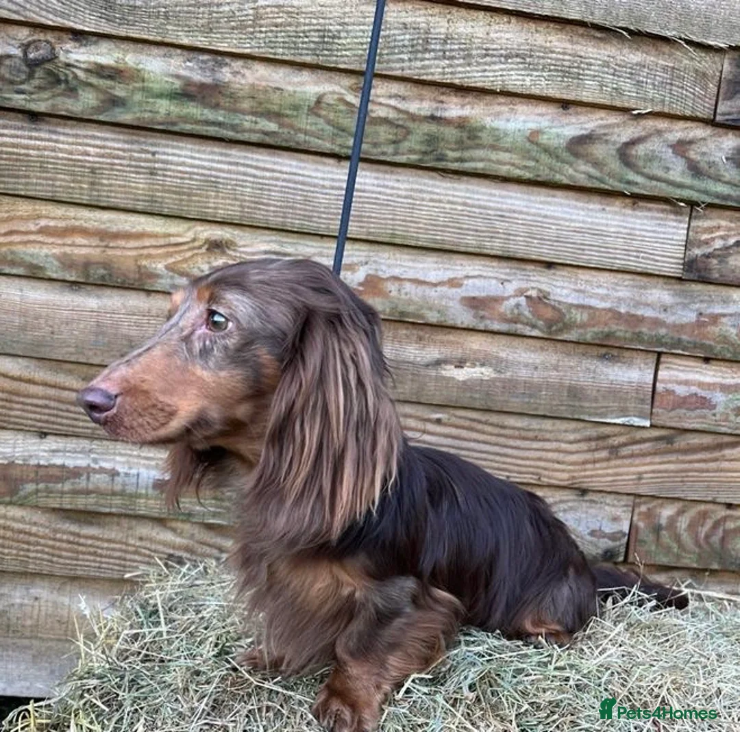 Miniature Dachshund dogs for stud: Miniature Long Haired Chocolate & Tan Dapple in Doncaster - Advert 2