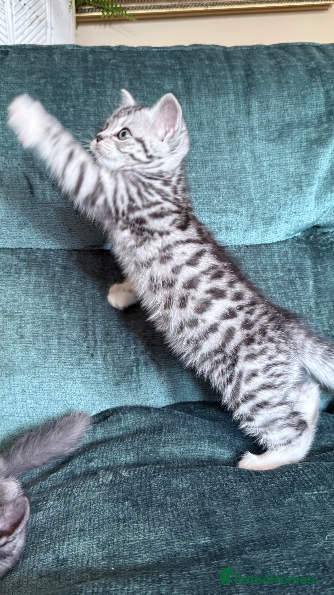 British Shorthair cats Silver Spotted British Shorthair Kittens - Advert 1