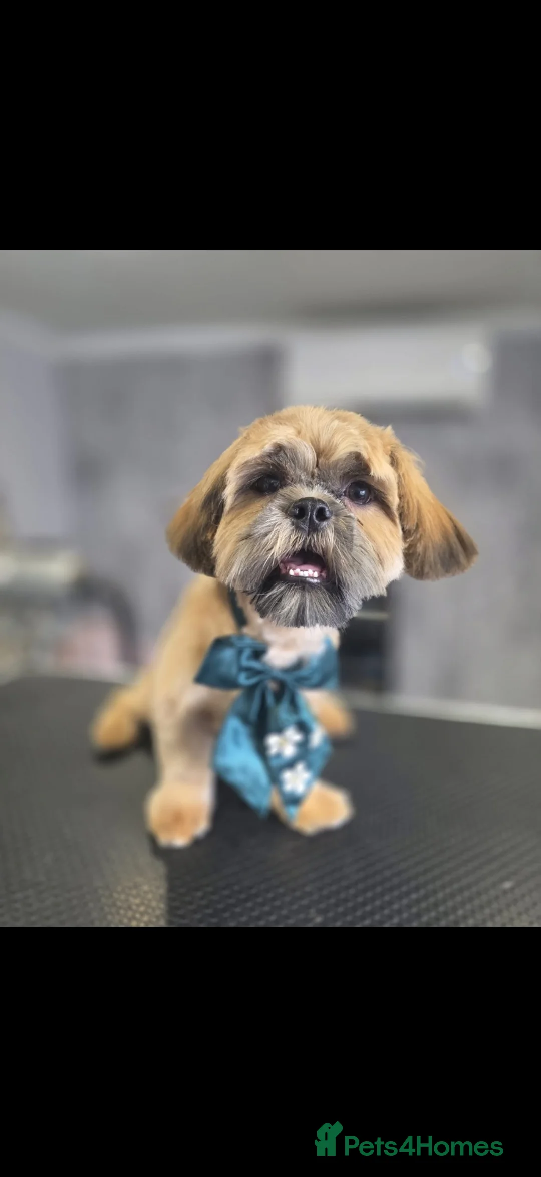 Shih Tzu dogs for sale: 7 month old male Shih Tzu in Preston - Advert 1