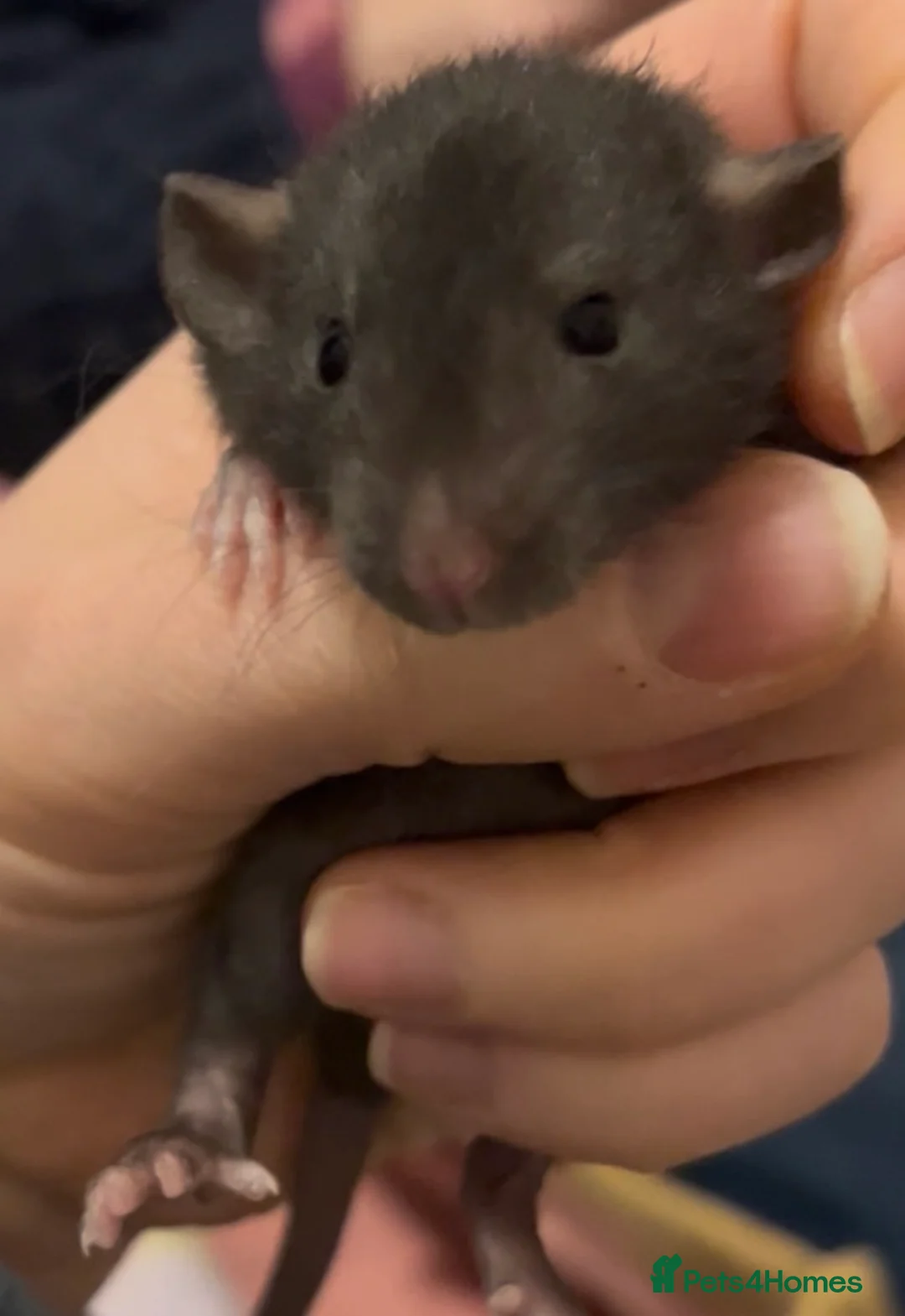 Rat rodents for sale: Fancy rat babies  - Advert 3