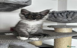 Maine Coon cats for sale: Maine coon - Image 5
