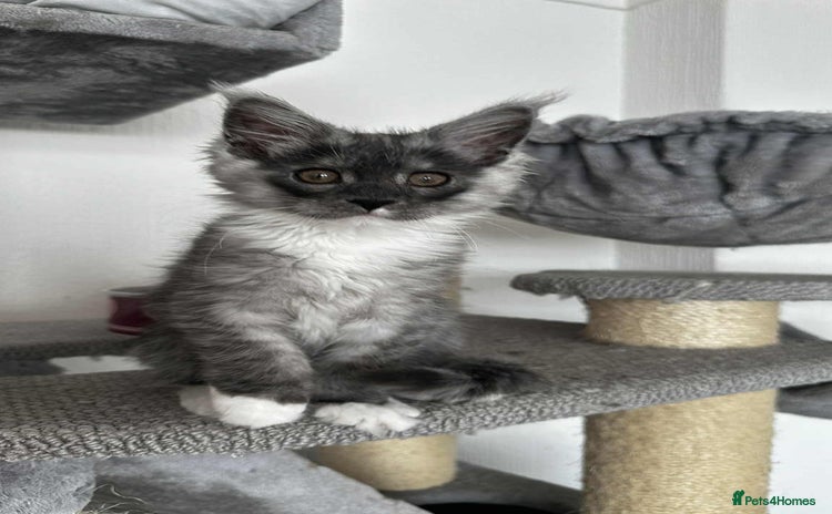 Maine Coon cats - Advert 1