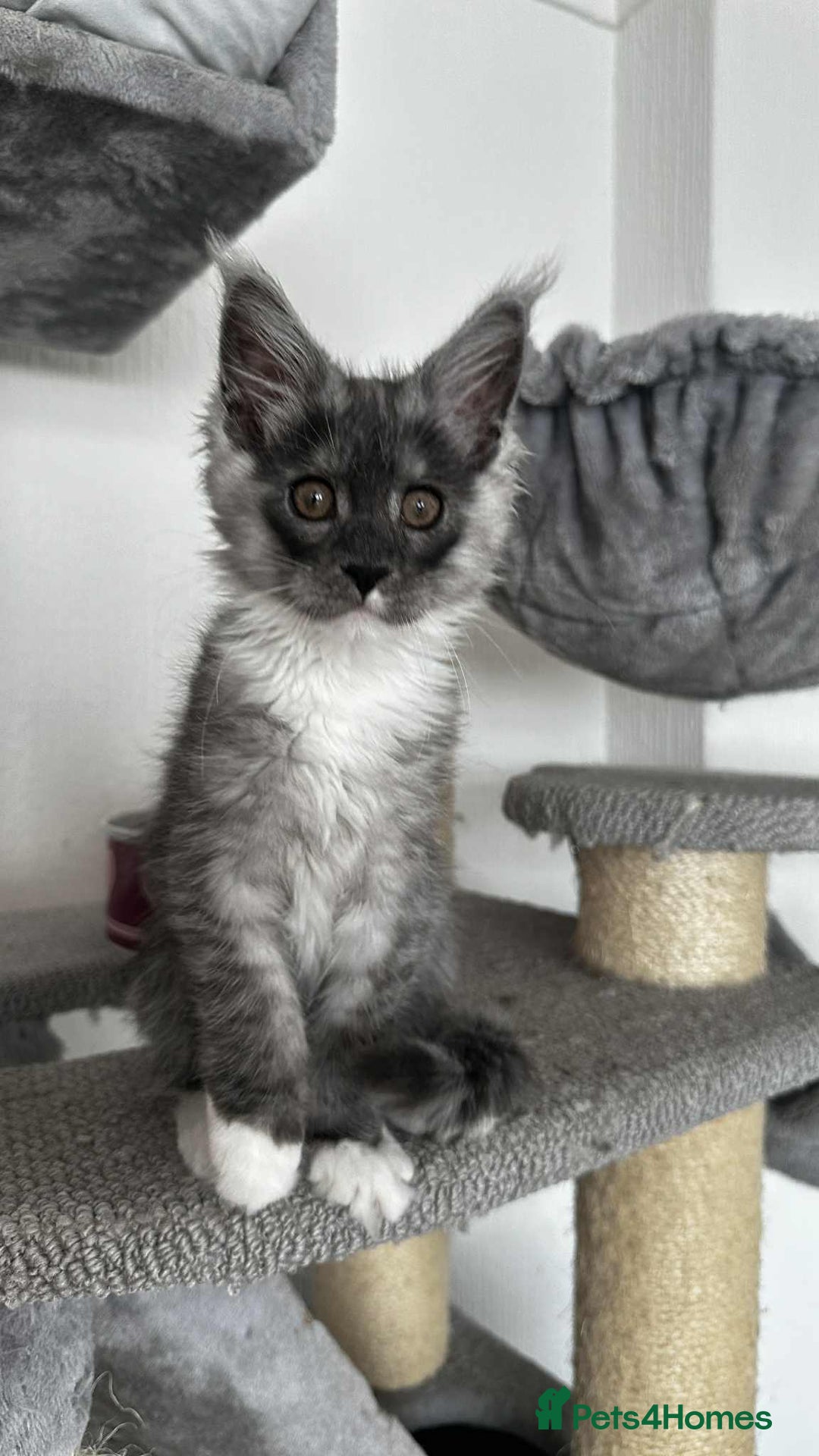 Maine Coon cats for sale: Maine coon - Image 5