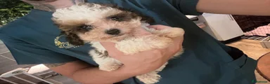 Cavapoo 1