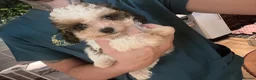 Cavapoo dogs for sale: WAITING LIST  - Advert 30