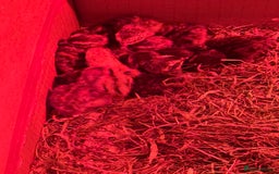Quail poultry for sale: 3 MALE COTURNIX QUAIL, HATCHLINGS & EGGS FOR SALE - Advert 12