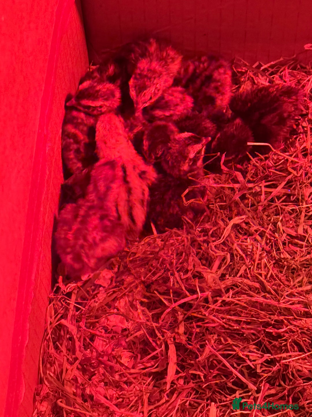 Quail poultry for sale: 3 MALE COTURNIX QUAIL, HATCHLINGS & EGGS FOR SALE - Advert 12