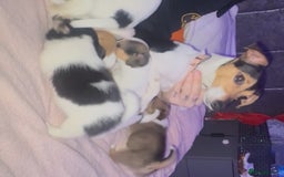 Jack Russell dogs for sale: Jack Russell  - Image 6