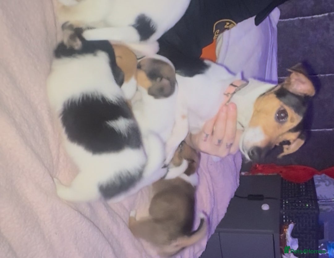 Jack Russell dogs for sale: Jack Russell  - Image 6