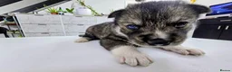 Shepsky dogs for sale: The new generation has arrived 🙌  - Advert 20