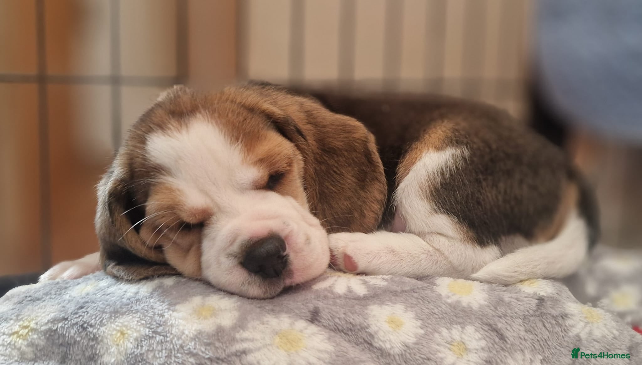 Beagle dogs 1 male, rkc registered, family reared puppy - Advert 6