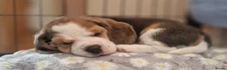 Beagle dogs for sale: 1 male, rkc registered, family reared puppy - Advert 18