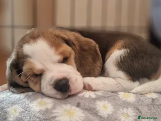 Beagle dogs 1 male, rkc registered, family reared puppy - Advert 6