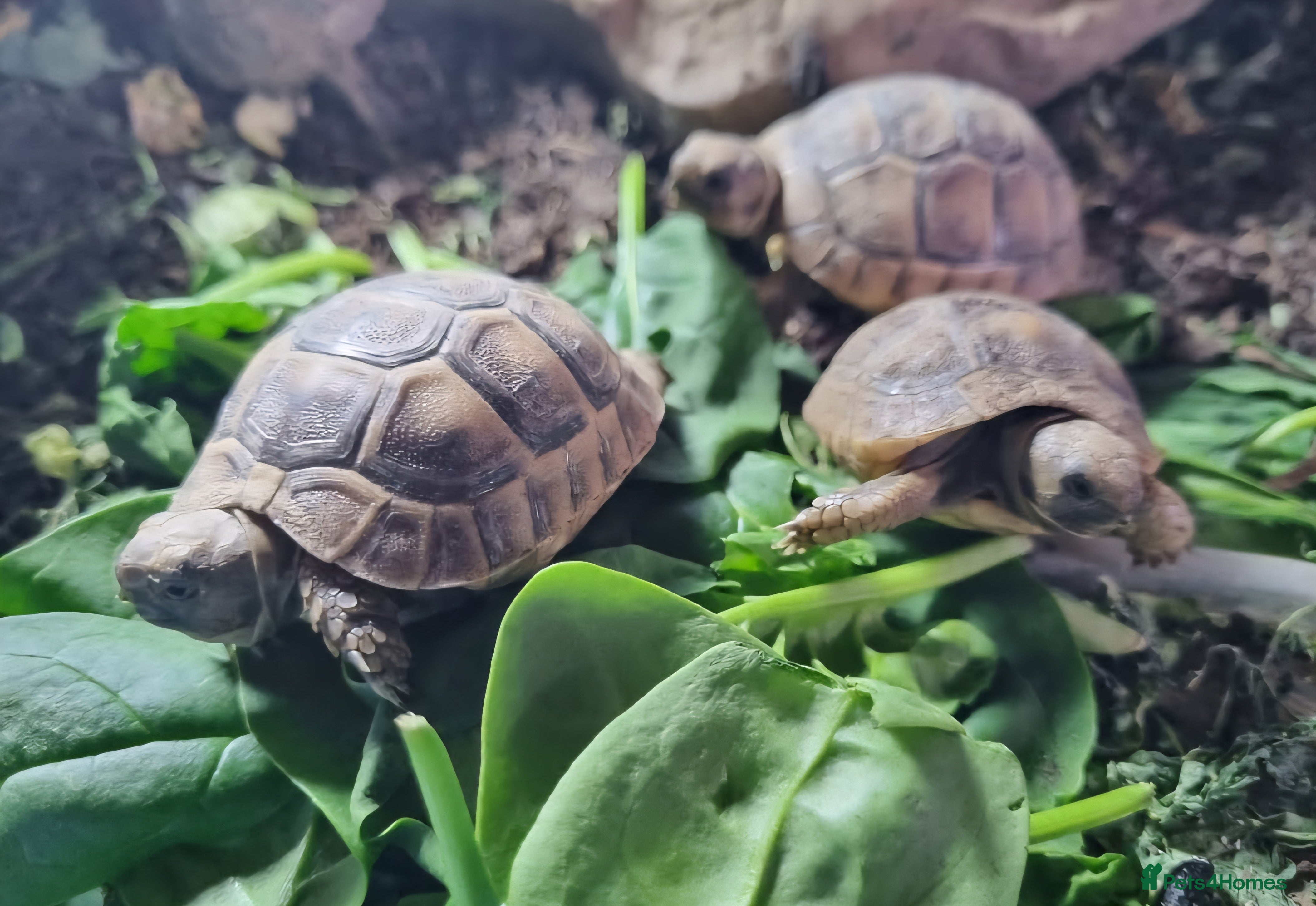 Tortoise reptiles Spur thigh tortoise hatchlings - Advert 1