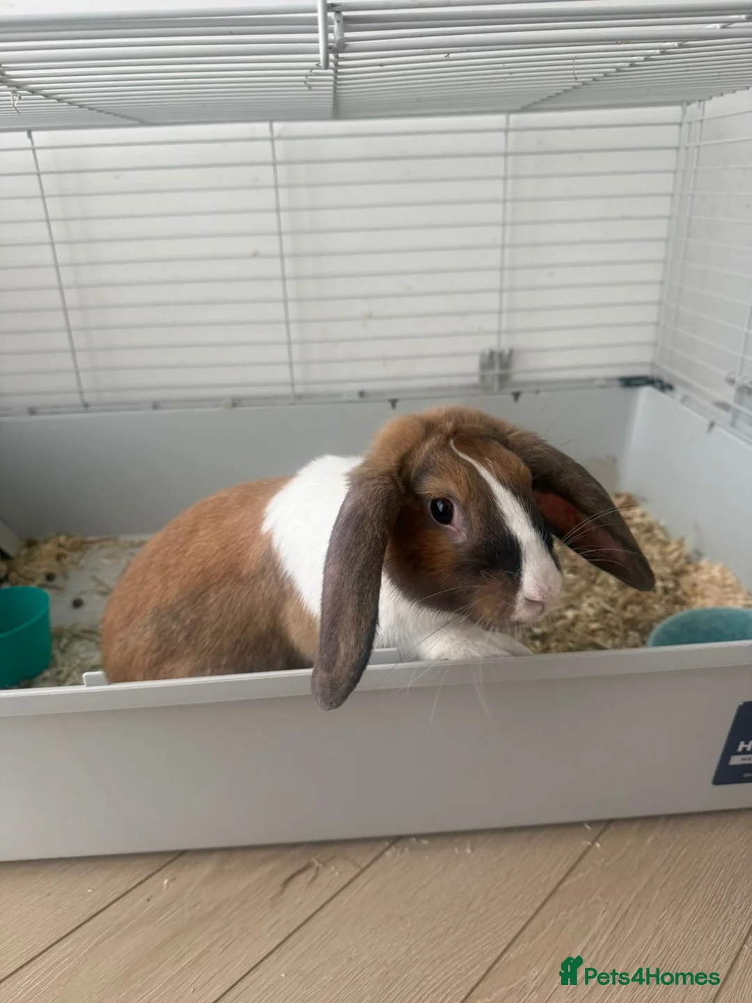 English rabbits for sale: Willow in Liverpool - Advert 7