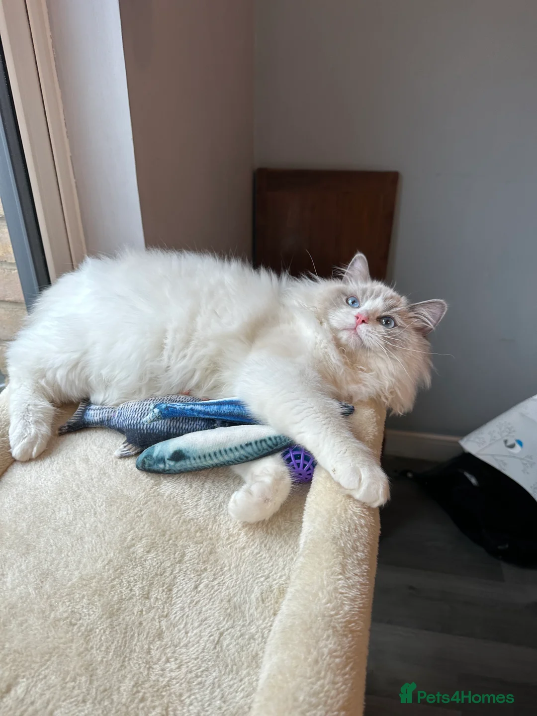 Ragdoll cats for sale:  ACTIVE CAT OR pet TICA Registered Ragdoll Kittens - Advert 39