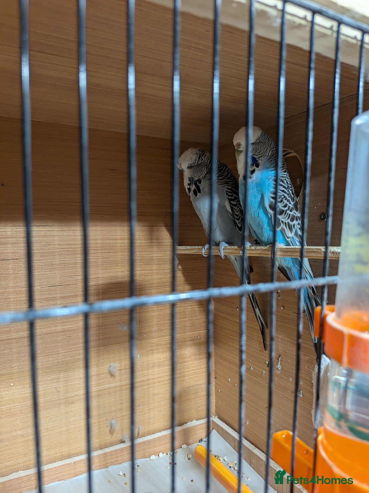 Budgerigars birds Exhibition Budgies  - Advert 1