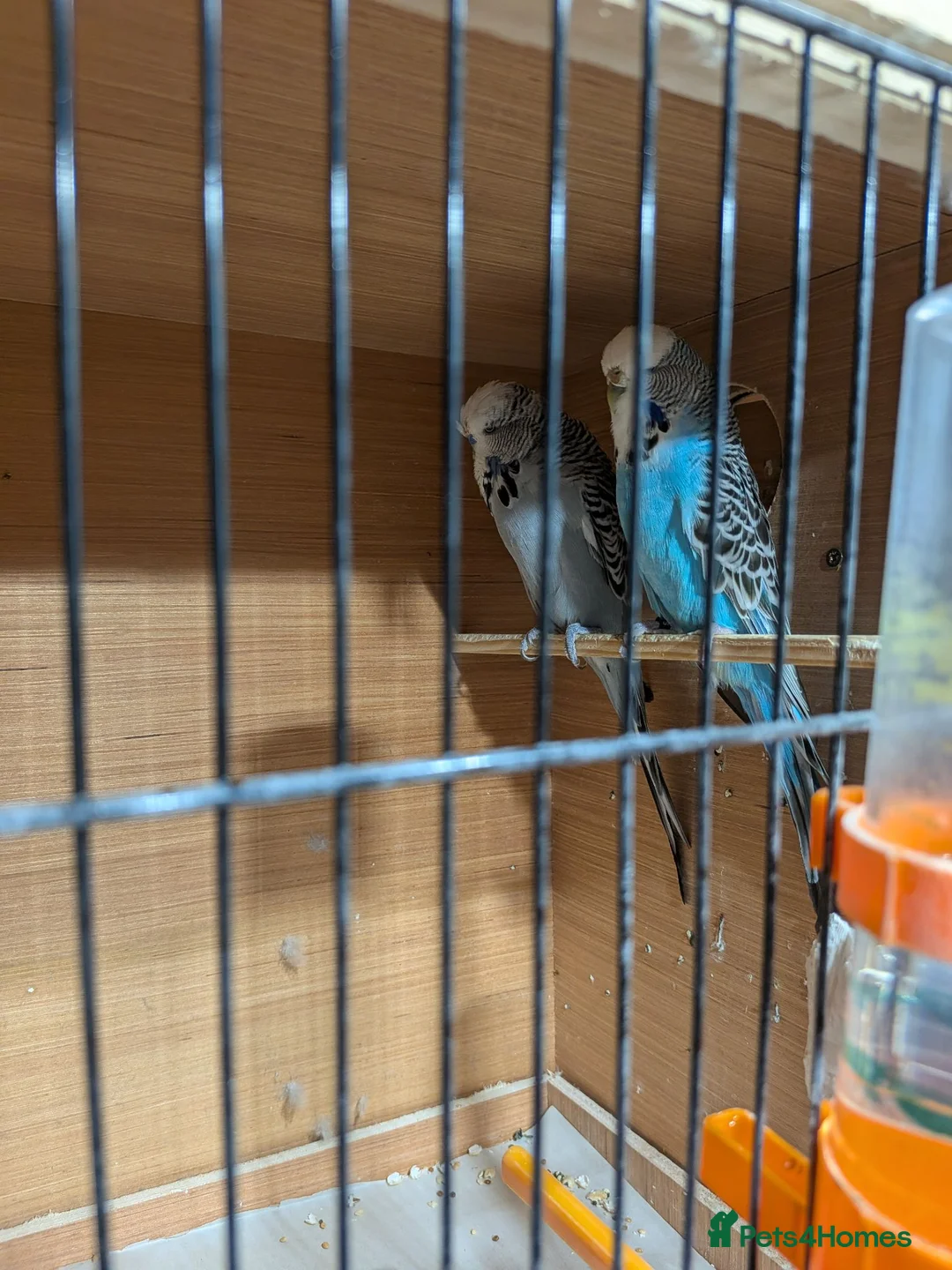 Budgerigars birds for sale: Exhibition Budgies  - Advert 1