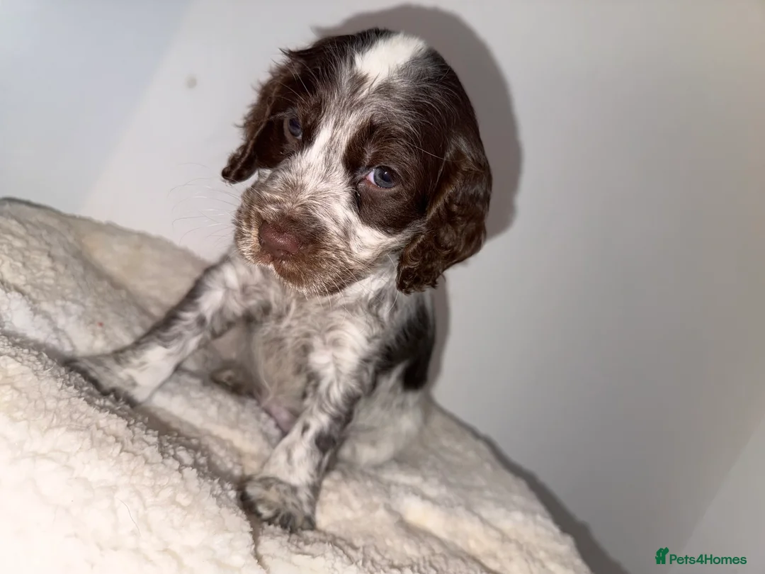 Sprocker dogs for sale: Sprocker girl for rehome - Advert 3