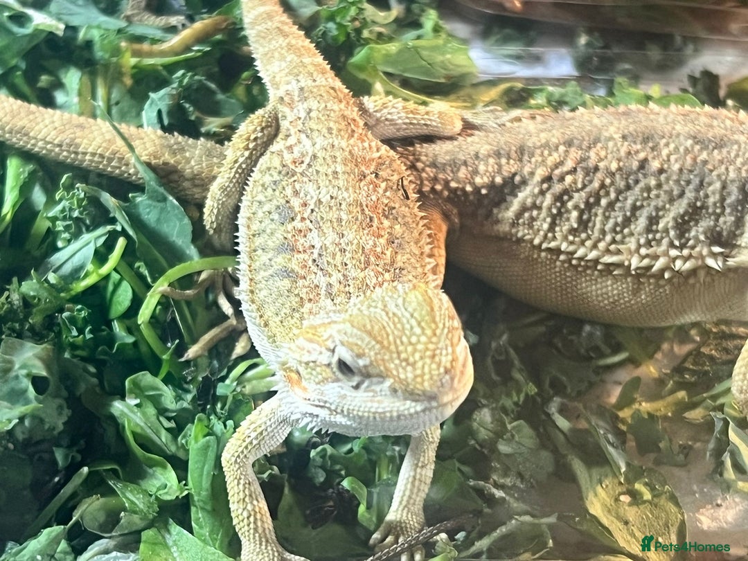 Bearded Dragon reptiles for sale: I have around 25 beardies left ready for rehoming  - Image 6