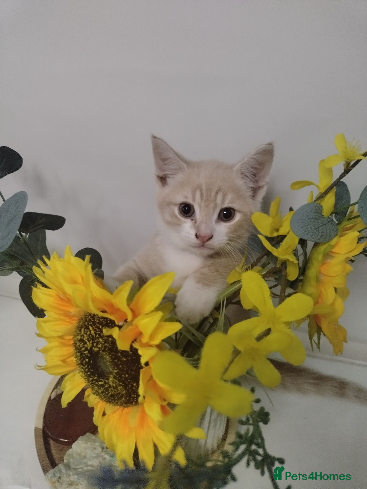 Mixed Breed cats Mixed tabby kittens 5 for sale . - Advert 3