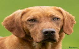 Labrador Retriever dogs for sale: Health Tested Fox Red Puppies for Sale - Image 5